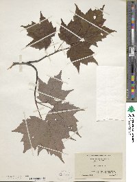 Acer rubrum image