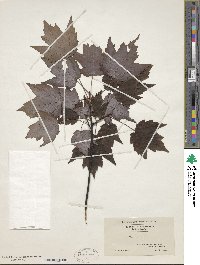 Acer rubrum image