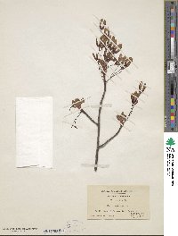 Acer rubrum image