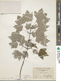 Acer rubrum image