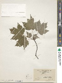 Acer rubrum image