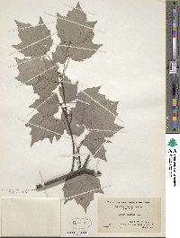 Acer rubrum image