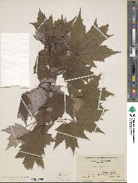 Acer rubrum image