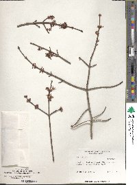 Acer rubrum image