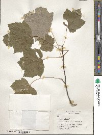 Acer rubrum image