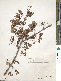 Acer rubrum image