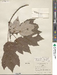 Acer rubrum image