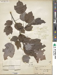 Acer rubrum image