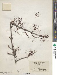 Acer rubrum image