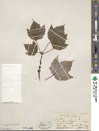 Acer rubrum image