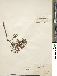 Acer rubrum image