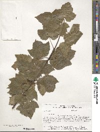 Acer rubrum image