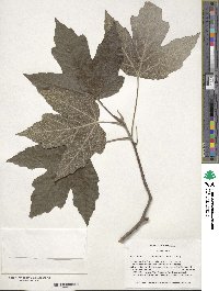 Acer rubrum var. drummondii image