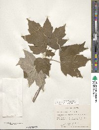 Acer rubrum var. drummondii image