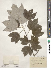 Acer rubrum image