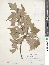 Acer rubrum var. drummondii image