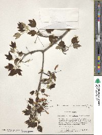 Acer rubrum var. drummondii image