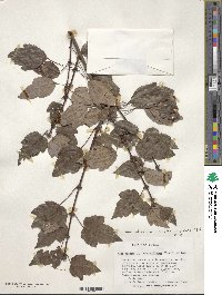 Acer rubrum var. drummondii image