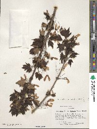 Acer rubrum var. drummondii image