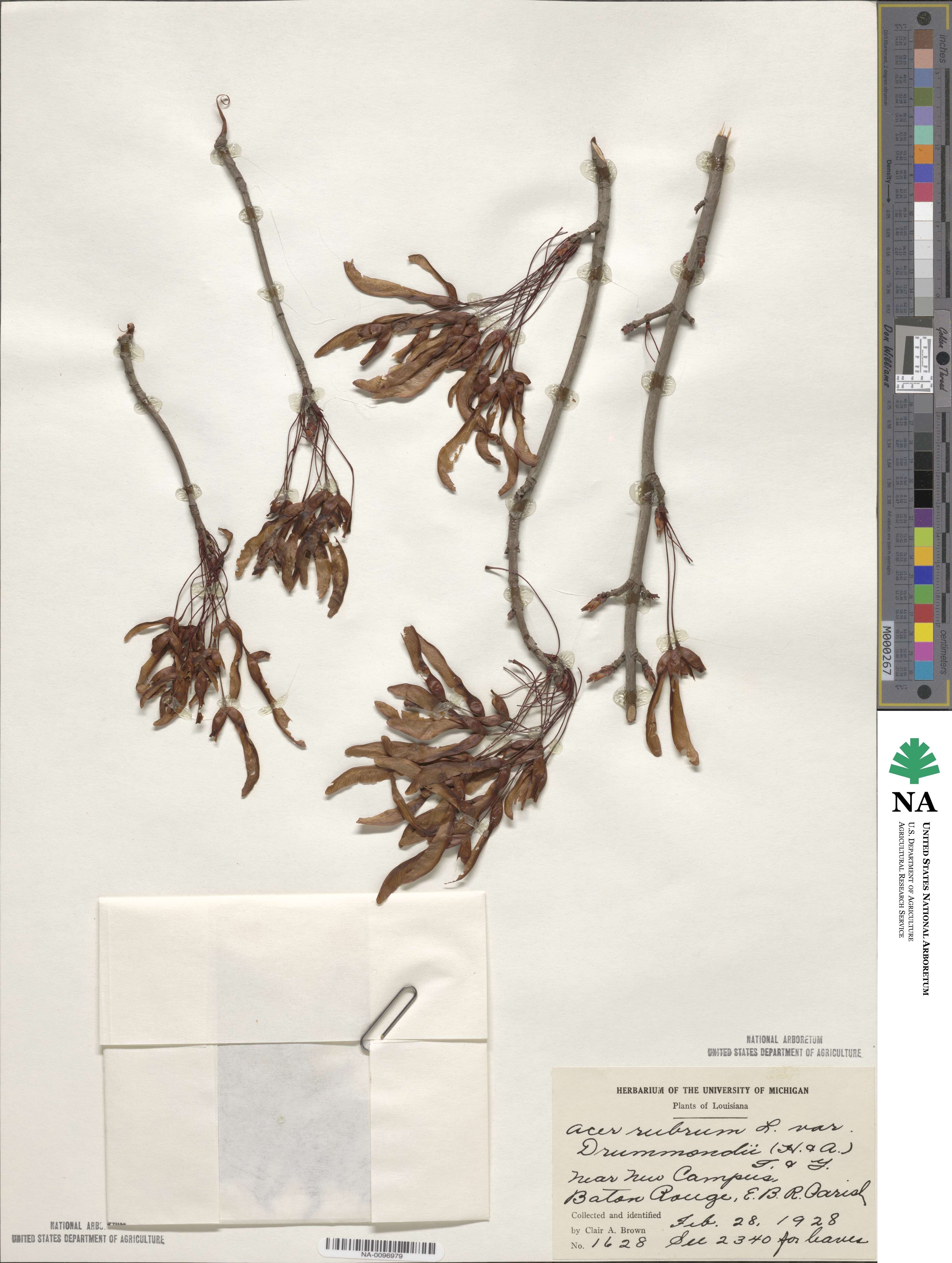 Acer rubrum var. drummondii image