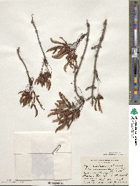 Acer rubrum var. drummondii image