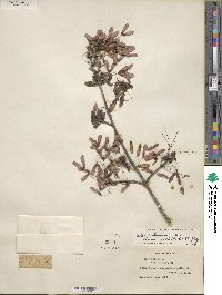 Acer rubrum var. drummondii image