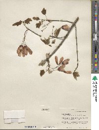 Acer rubrum var. drummondii image