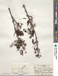 Acer rubrum var. drummondii image