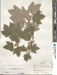 Acer rubrum image