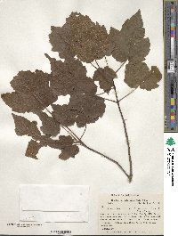 Acer rubrum var. drummondii image