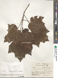 Acer rubrum image