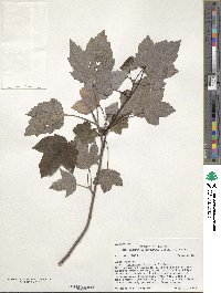 Acer rubrum var. drummondii image