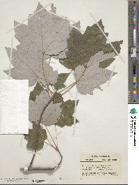 Acer rubrum var. drummondii image