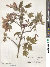 Acer rubrum var. trilobum image