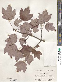 Acer rubrum var. trilobum image