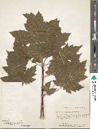 Acer rubrum image