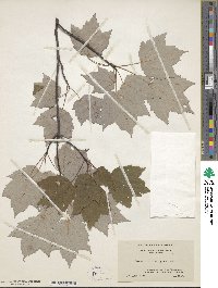 Acer rubrum var. trilobum image