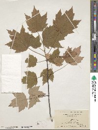 Acer rubrum var. trilobum image