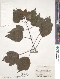 Acer rubrum var. trilobum image