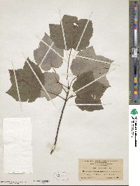 Acer rubrum var. trilobum image