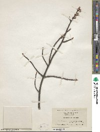 Acer rubrum var. trilobum image