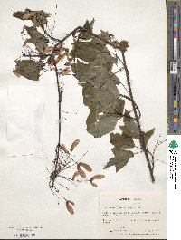 Acer rubrum var. trilobum image