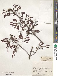 Acer rubrum var. trilobum image