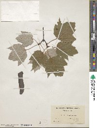 Acer rubrum var. trilobum image