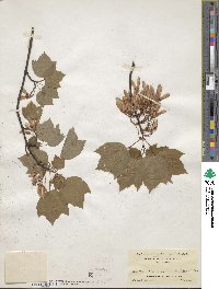 Acer rubrum var. trilobum image