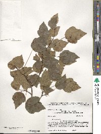 Acer rubrum var. trilobum image