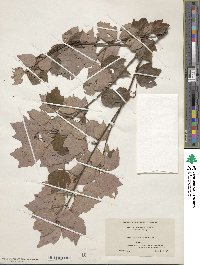 Acer rubrum var. trilobum image