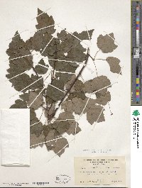 Acer rubrum var. trilobum image