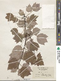 Acer rubrum image