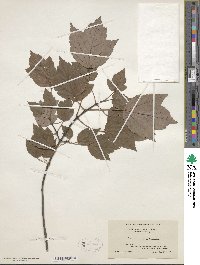 Acer rubrum var. trilobum image